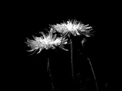flower portrait