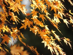 なびき紅葉
