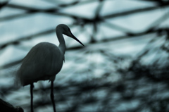 SHADOW BIRD Ⅱ