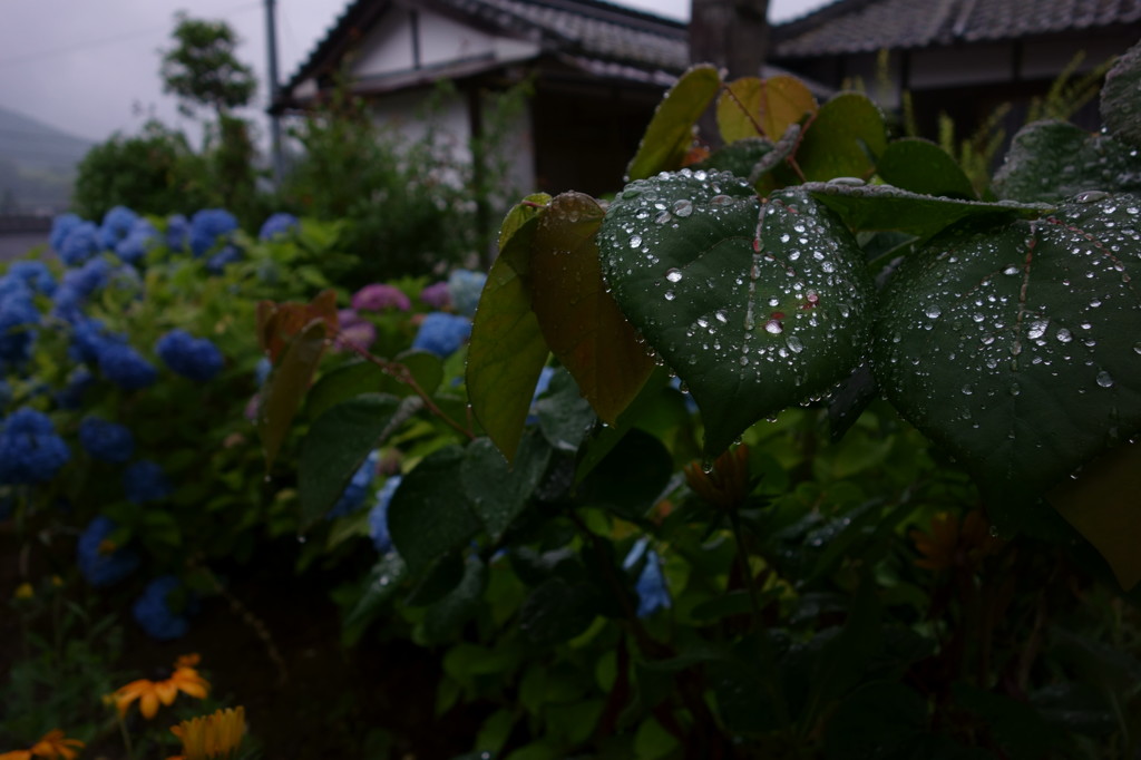 雨粒を纏う