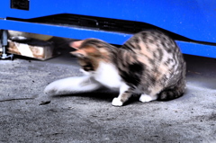 反射猫