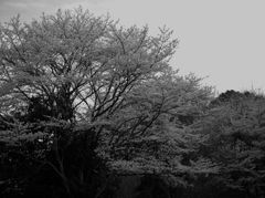 桜写景