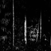 墨描竹林図