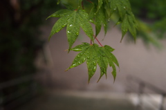 雨緑