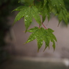 雨緑