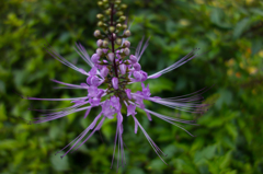FLYING FLOWER