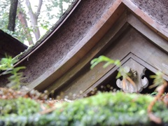 自然との調和　～石上神宮～