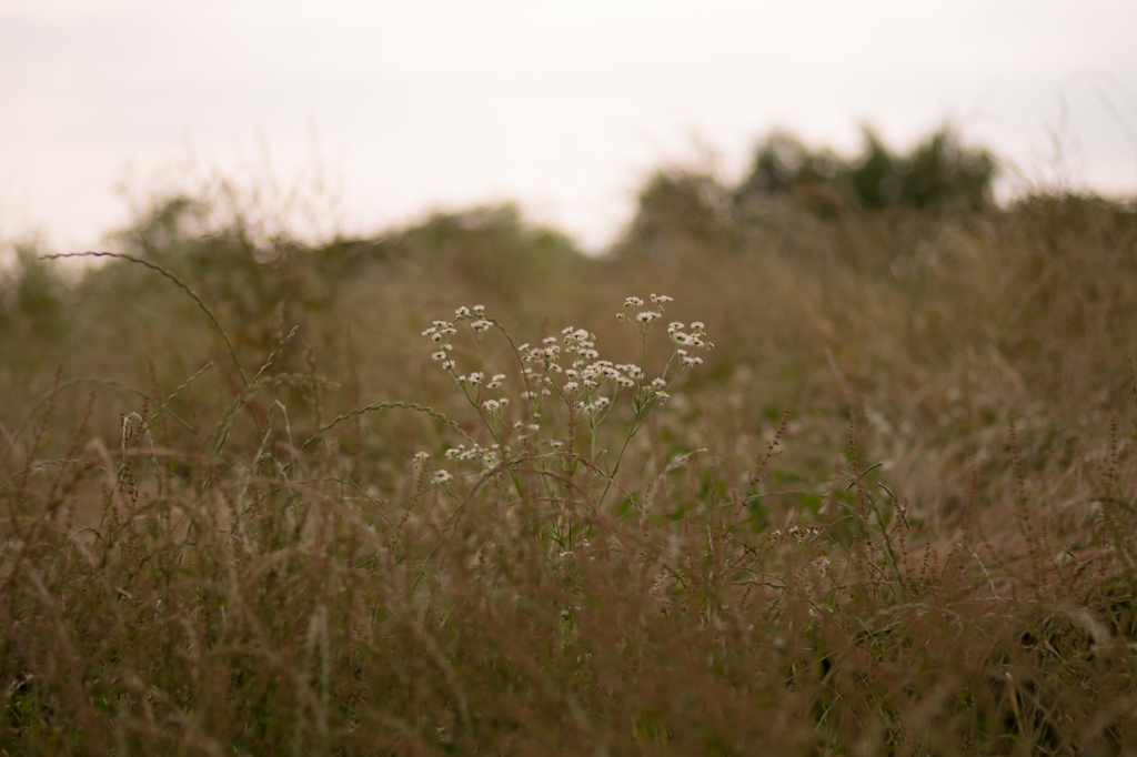 SOLITARY