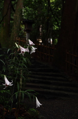 百合道