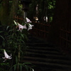 百合道