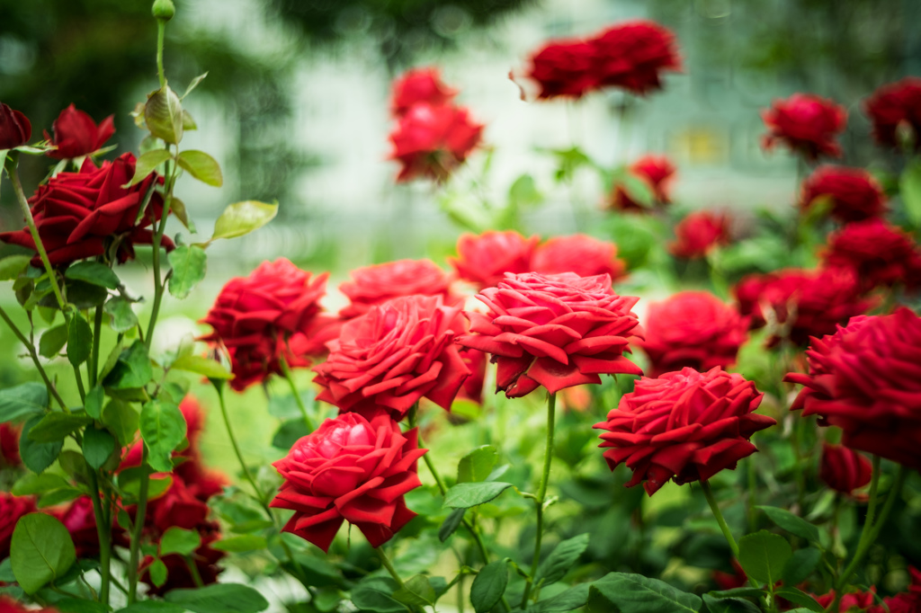PRETTY ROSES Ⅱ