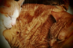 眠り猫 Ⅱ