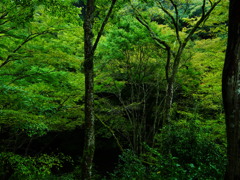 箕面の森Ⅴ