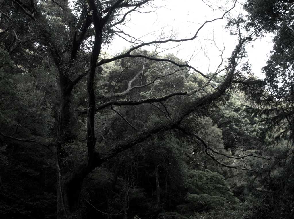 忘れの森