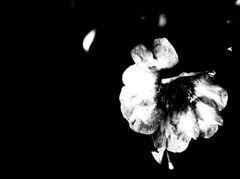 shape of flower　Ⅲ