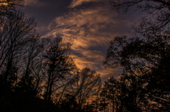 Silhouette Trees