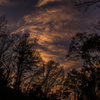 Silhouette Trees