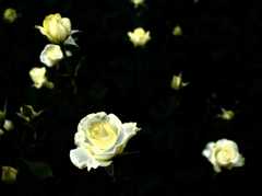 花姿 ⅩⅣ