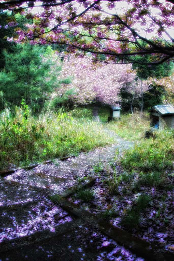 山桜の下を行く Ⅱ