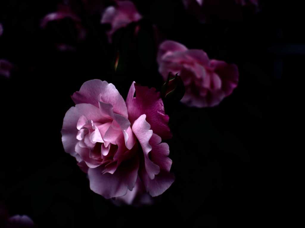 花姿 Ⅳ