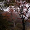 Misty park