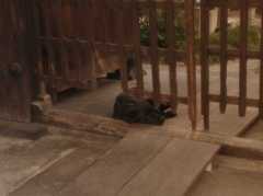 ならまちにて　Ⅴ　～待ち侘びて～