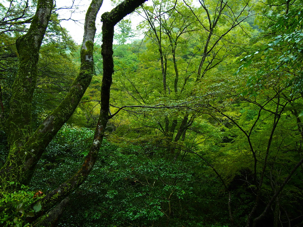 箕面の森Ⅱ