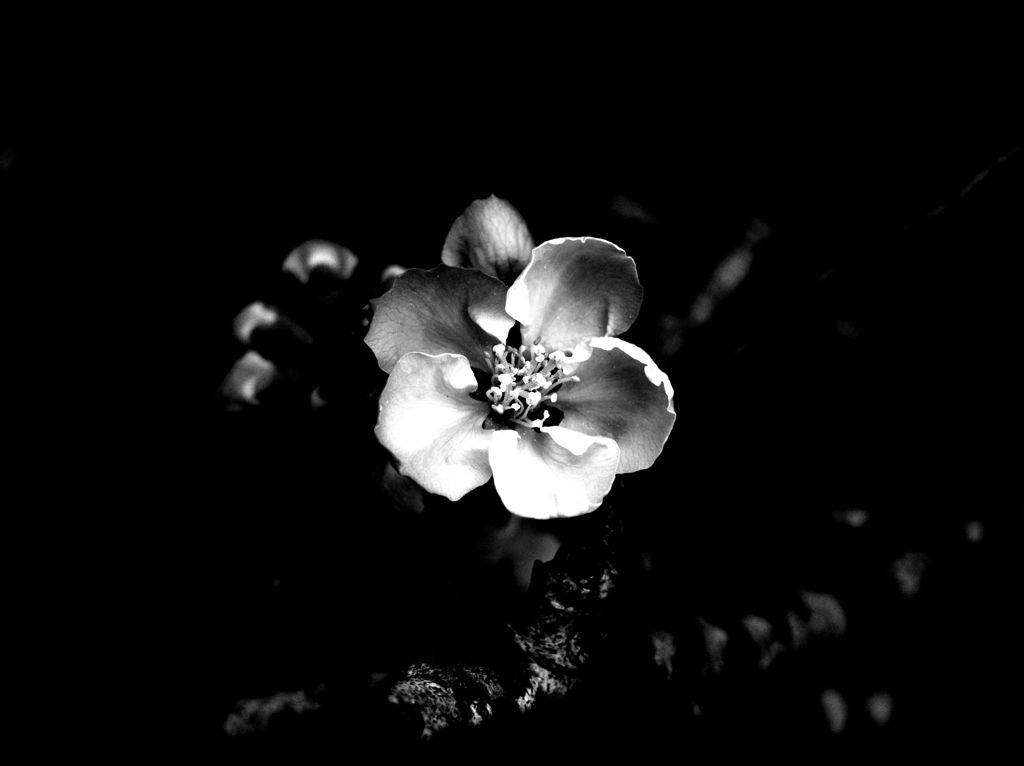 flower portrait Ⅲ