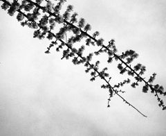 虚空梅