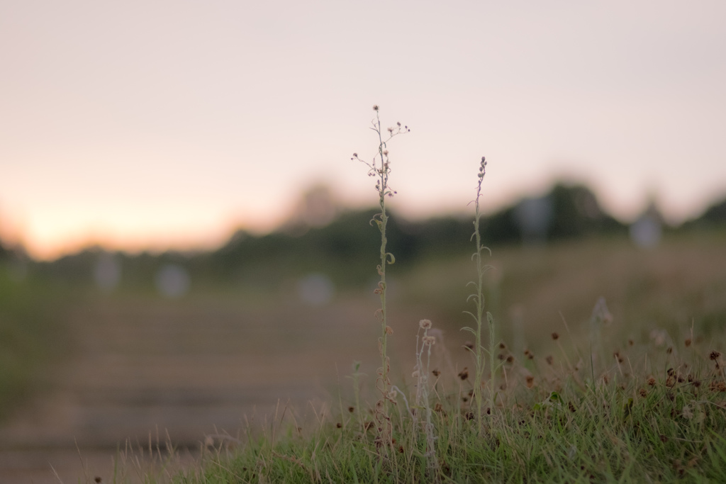 EVENING PARK