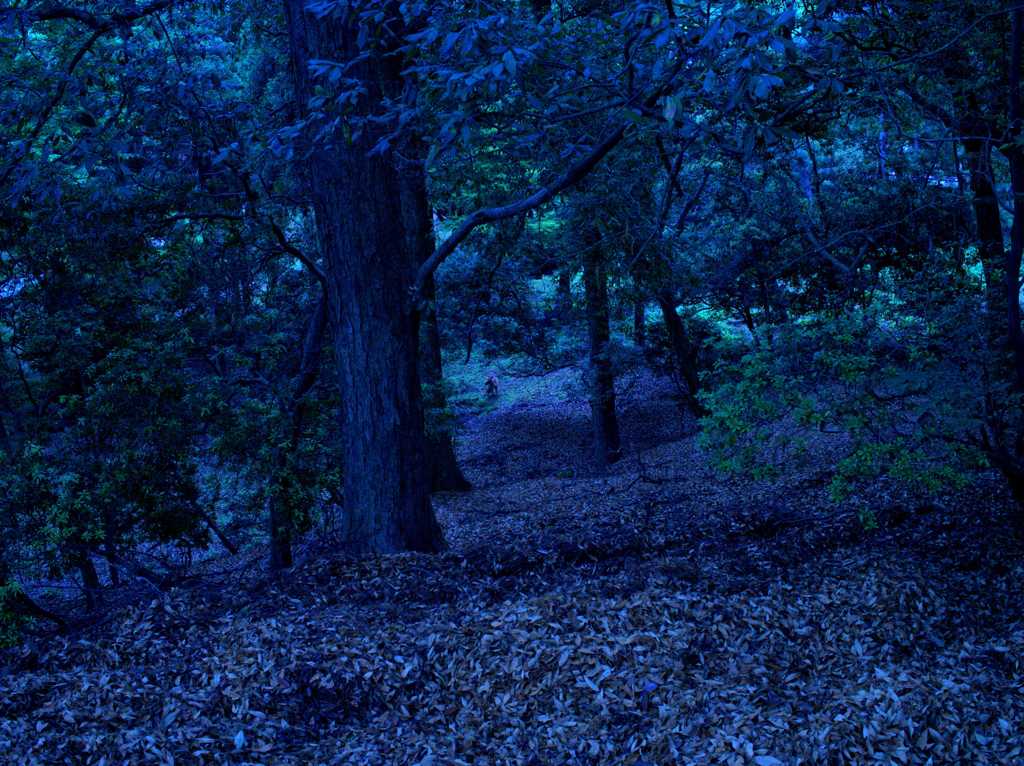 青く深い森に棲む