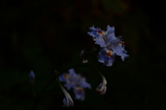 闇に浮かぶ花