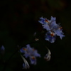 闇に浮かぶ花