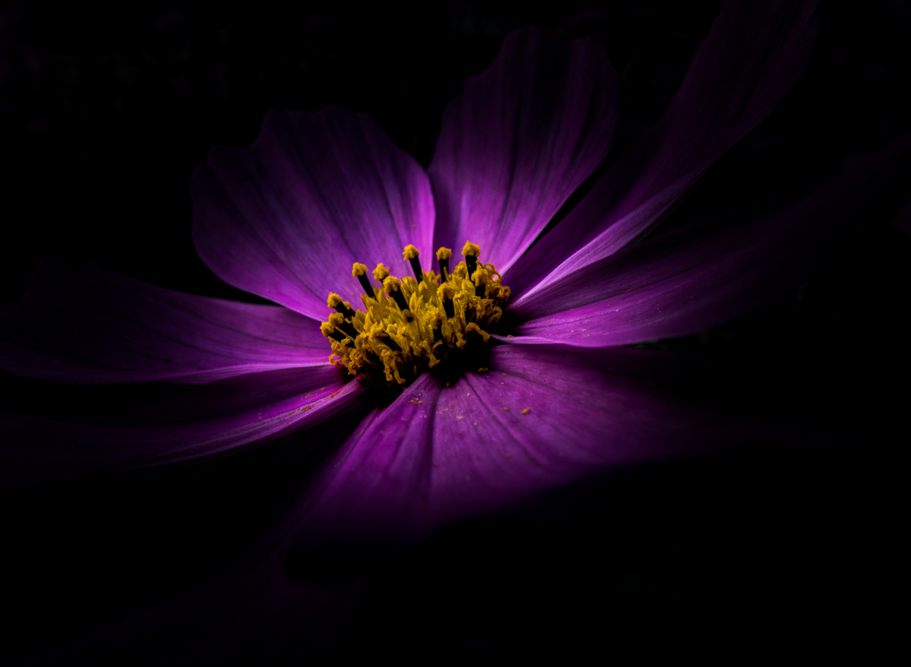 COLOR OF FLOWER