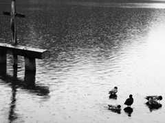 鴨憩う Ⅱ