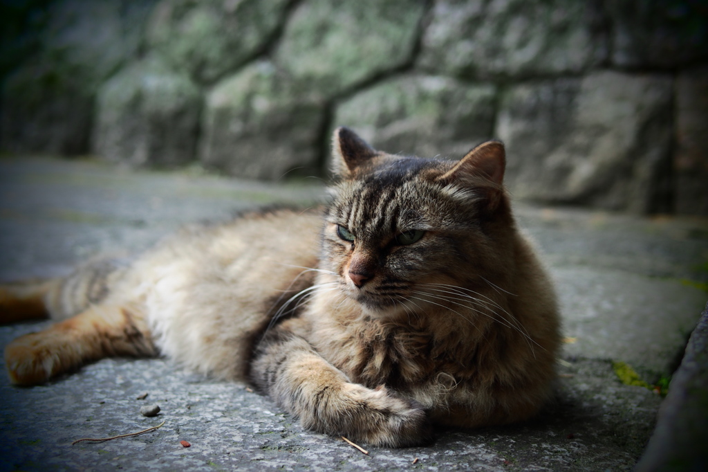 澄まし猫