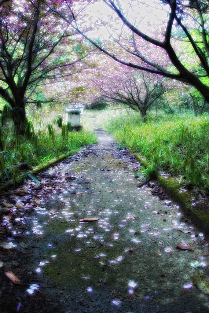 山桜の下を行く