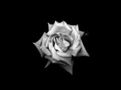 shape of flower Ⅶ