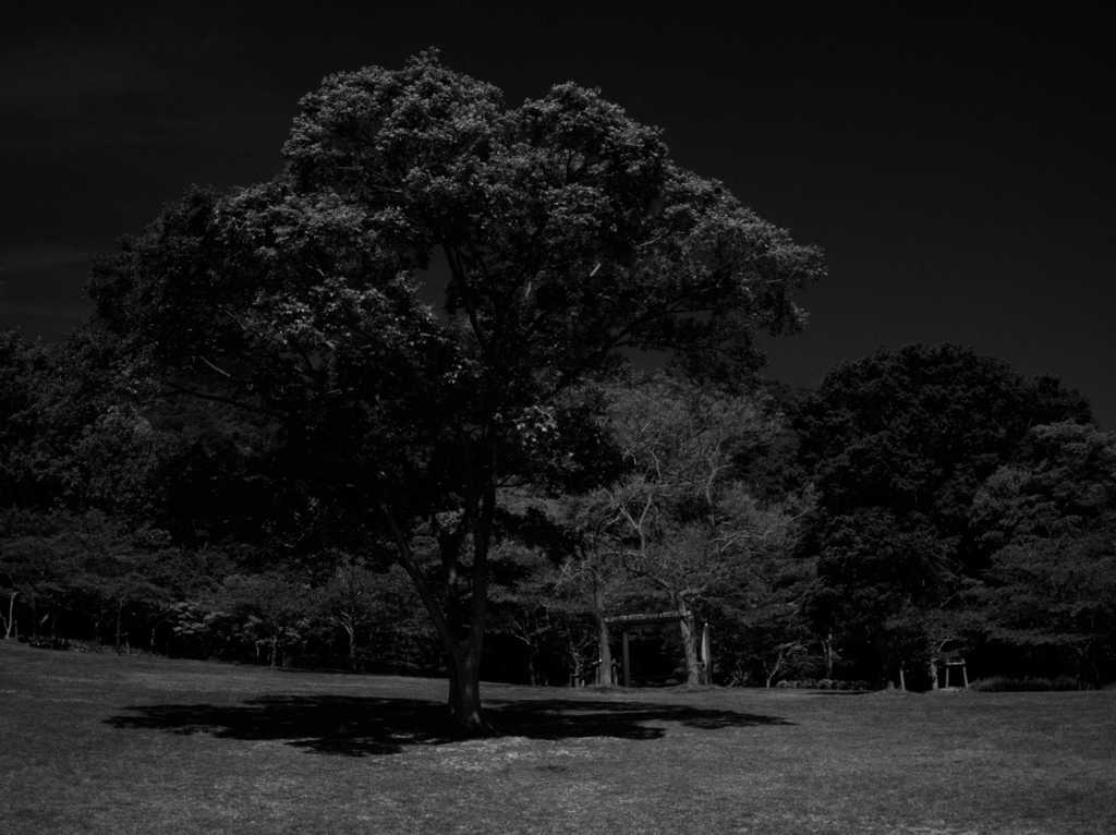 公園の主 ～二上山ふるさと公園～