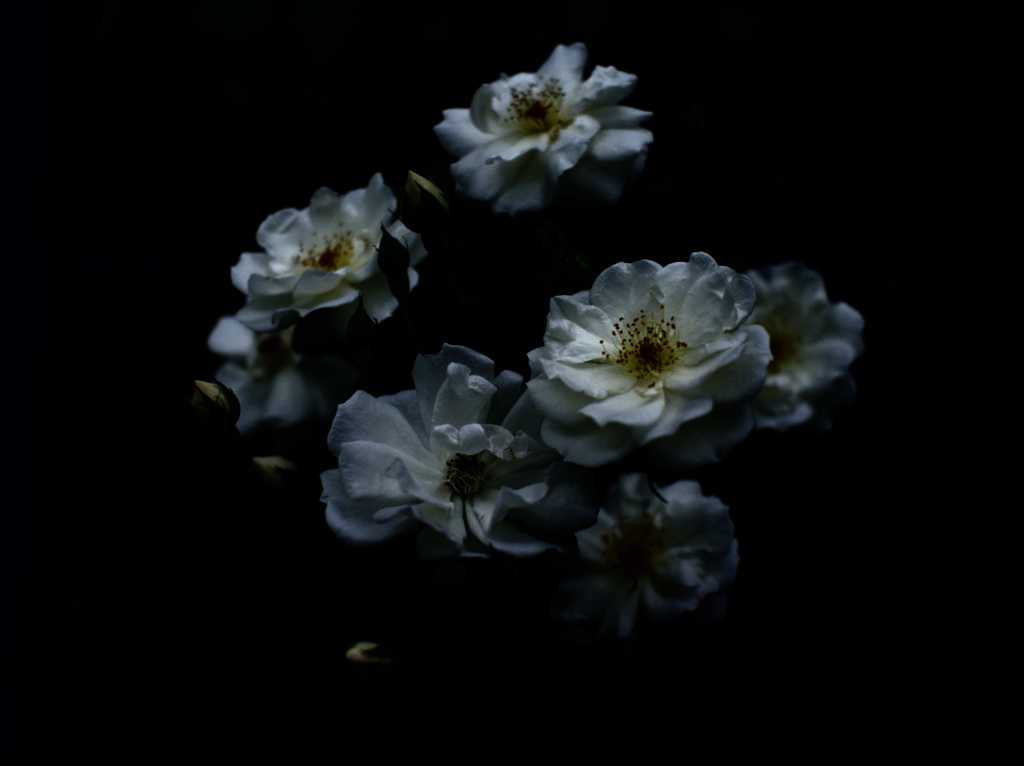 花姿 ⅩⅢ