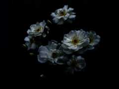 花姿 ⅩⅢ