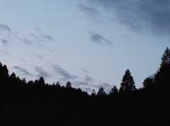 木々の影景