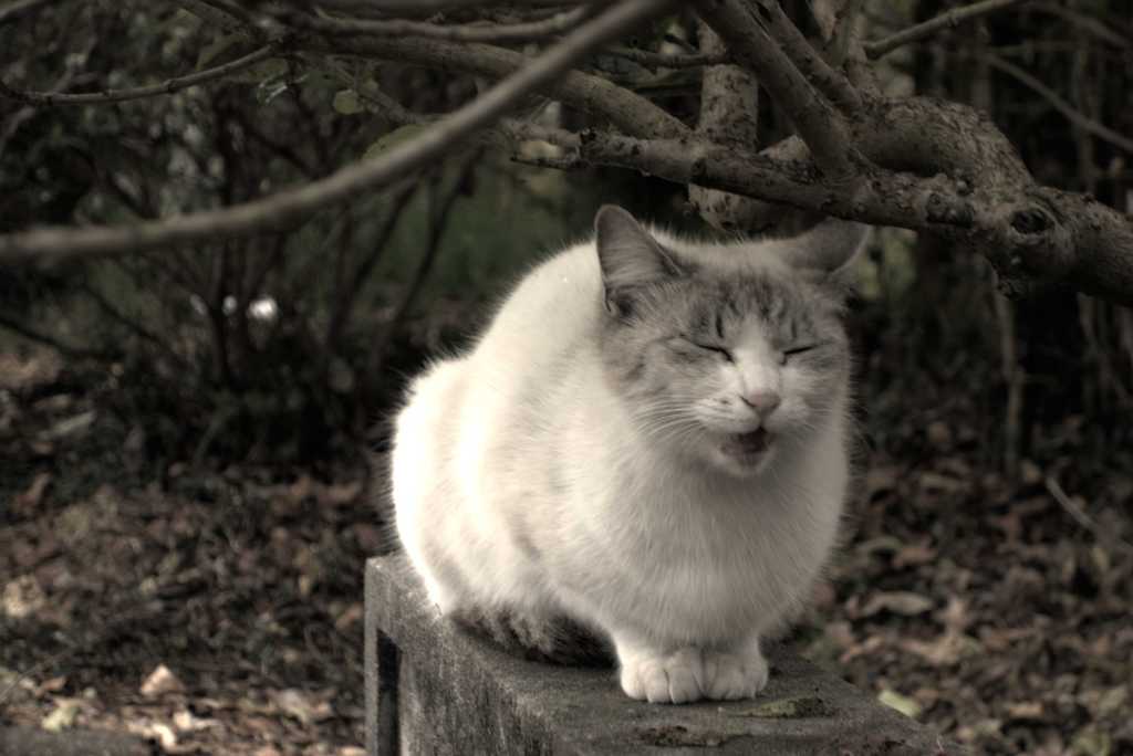 鳴き猫