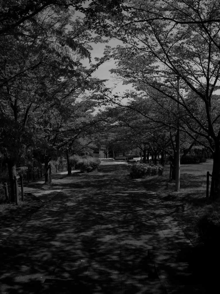 影が彩る道 ～二上山ふるさと公園～