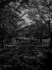 影が彩る道 ～二上山ふるさと公園～