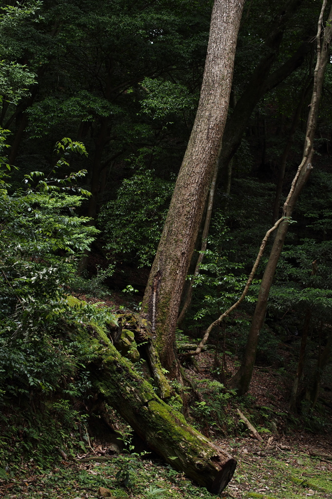 春日山原始林 Ⅱ