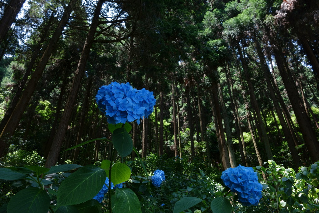 山の番人