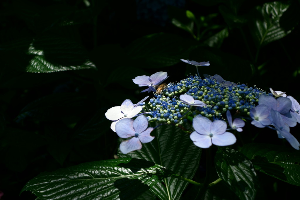 人は花を愛で、蜂は蜜を愛でる