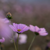 黄昏秋桜