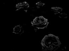 flower portrait ⅩⅣ　～mysterious rose～